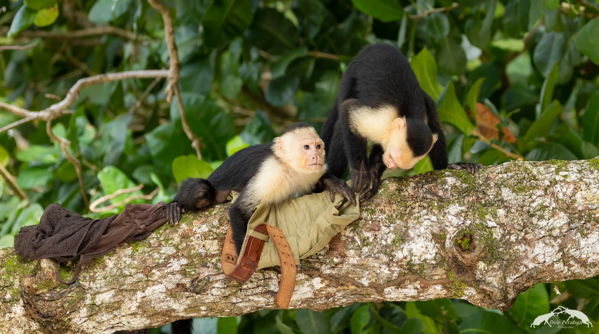 Capuchin monkey, Monteverde